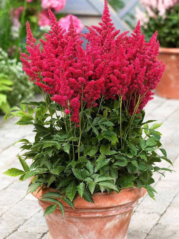 Astilbe Mighty Chocolate Cherry (Prachtspiere)