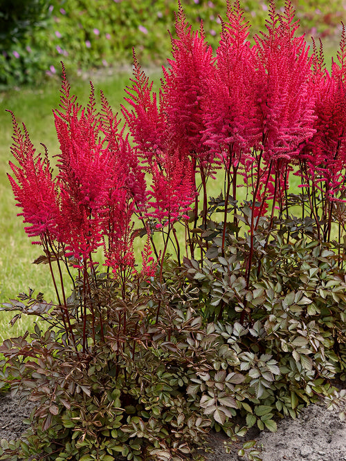 Astilbe Mighty Chocolate Cherry Prachtspiere WURZELNACKTE PFLANZEN