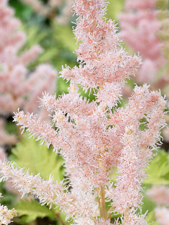 Astilbe Milk and Honey (Prachtspiere)