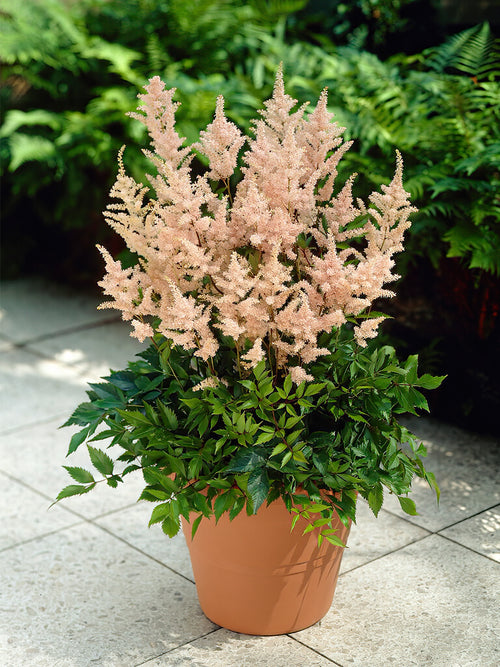 Kaufen Astilbe Peach Blossom (Prachtspiere)