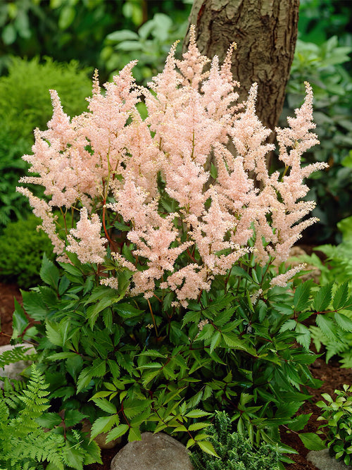 Peach Blossom Astilbe (Prachtspiere)