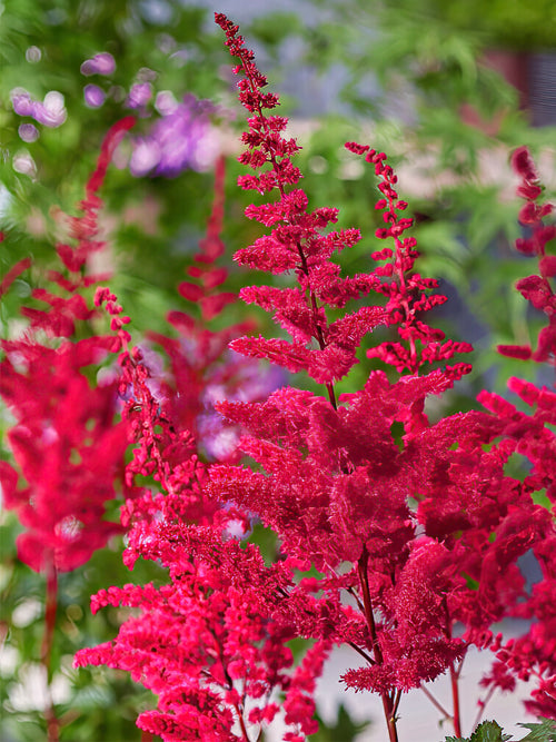 Astilbe Volcano (Prachtspiere)