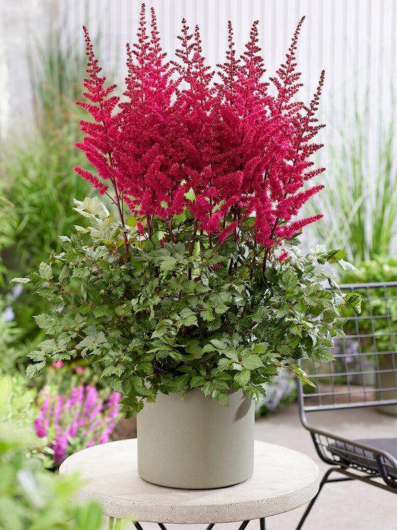 Kaufen Astilbe Volcano (Prachtspiere)