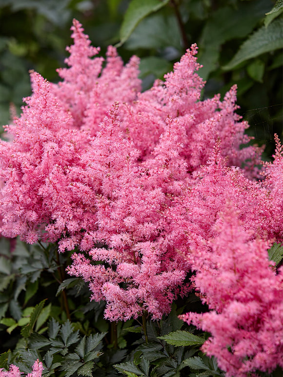 Astilbe Younique Pink (Prachtspiere)