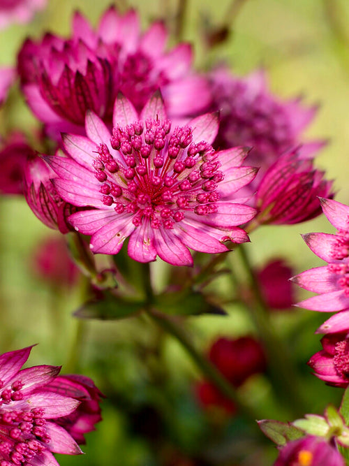 Astrantia (Sterndolde) major Cerise Button