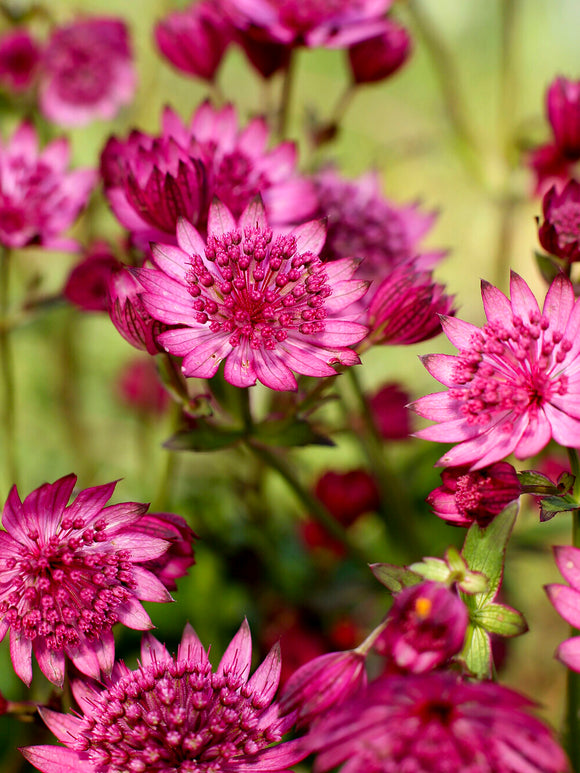 Kaufen Sie Astrantia (Sterndolde) Major Cerise Button