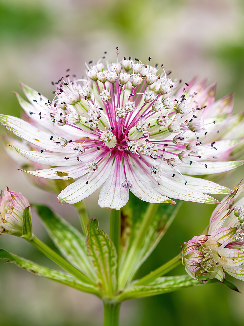 Astrantia Major 'Superstar' (Sterndolde) Kaufen DutchGrown™