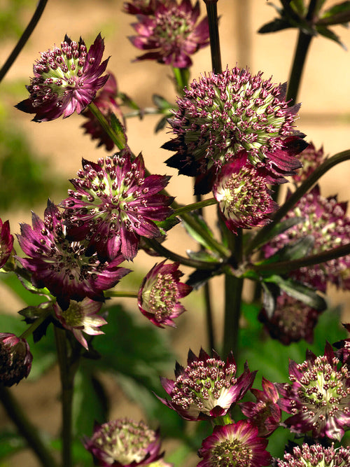 Astrantia major 'Moulin Rouge' für naturnahe und romantische Gärten