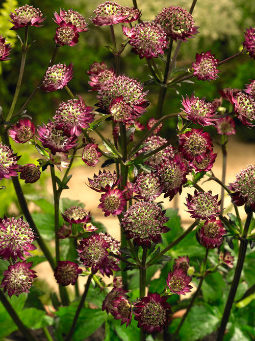 Astrantia major 'Moulin Rouge' (Sterndolde) mit dunkelroten Blüten