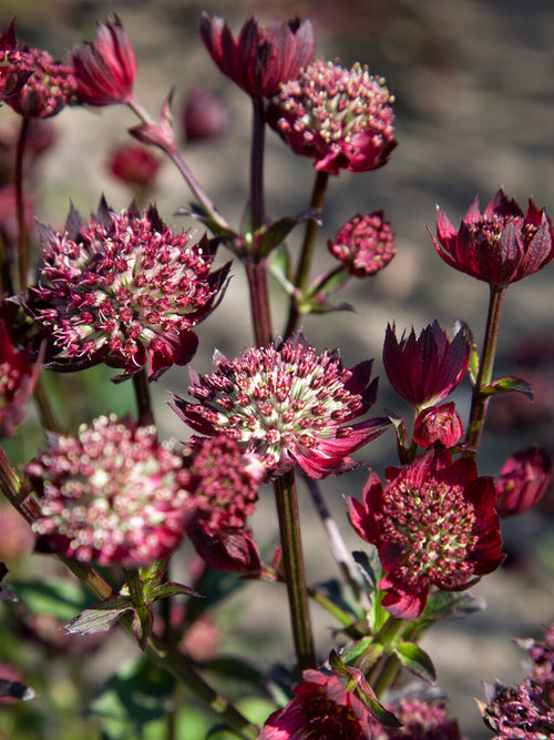 Astrantia 'Moulin Rouge' mit langen Blütezeit online bestellen