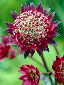Astrantia (Sterndolde) major Moulin Rouge