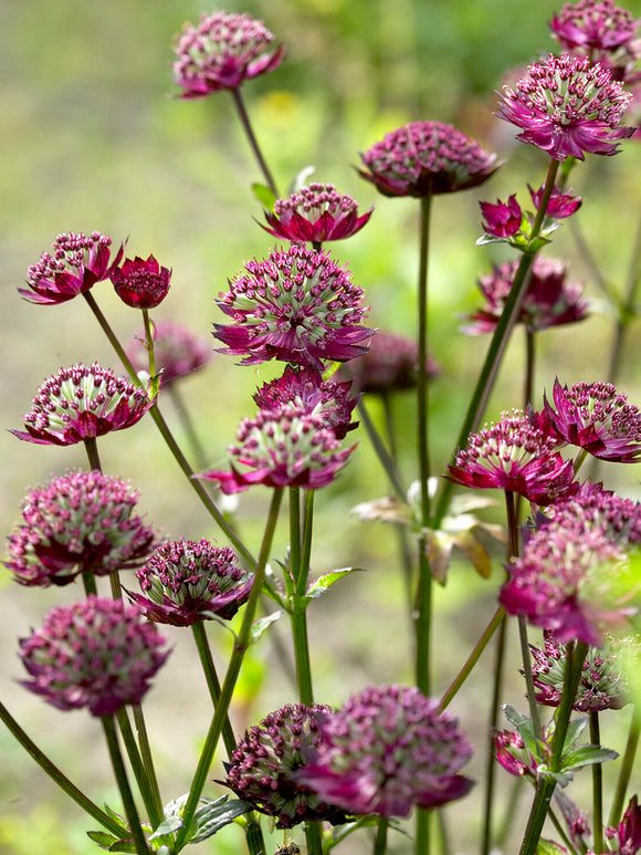 Astrantia major 'Moulin Rouge' für Bienen und andere Bestäuber