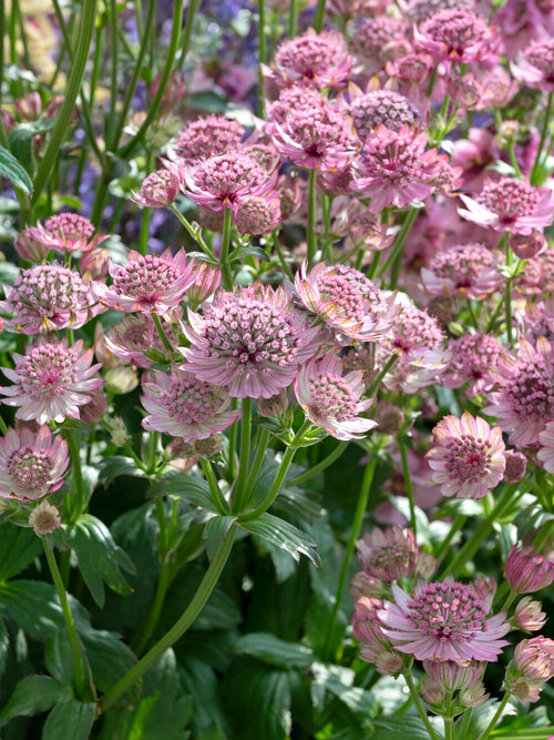 Astrantia (Sterndolde) major 'Pink Button' online kaufen, Lieferung im Frühjahr