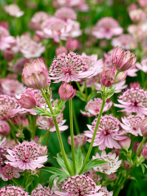 Sterndolde 'Pink Button' kaufen, winterharte Gartenstaude