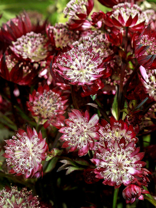 Astrantia (Sterndolde) major 'Red Button' online kaufen, Lieferung im Frühjahr
