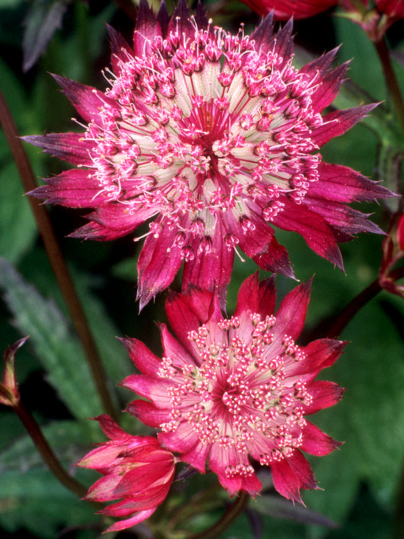 Astrantia major 'Red Button' (Sterndolde) mit rosaroten Blüten
