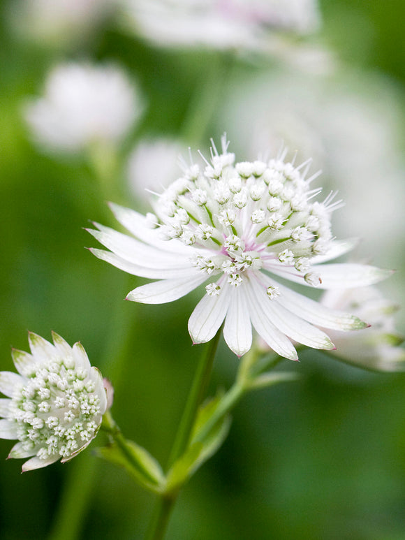 Astrantia (Sterndolde) major 'White Button' online kaufen, Lieferung im Frühjahr