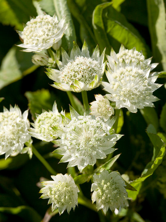 Astrantia 'White Button' Staude für sonnige und halbschattige Standorte