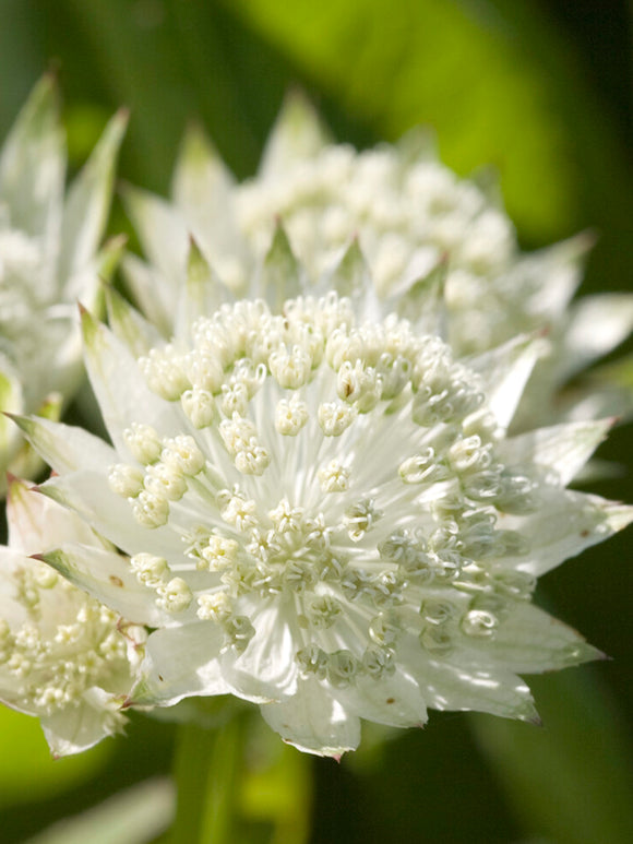 Sterndolde 'White Button' kaufen, winterharte Gartenstaude