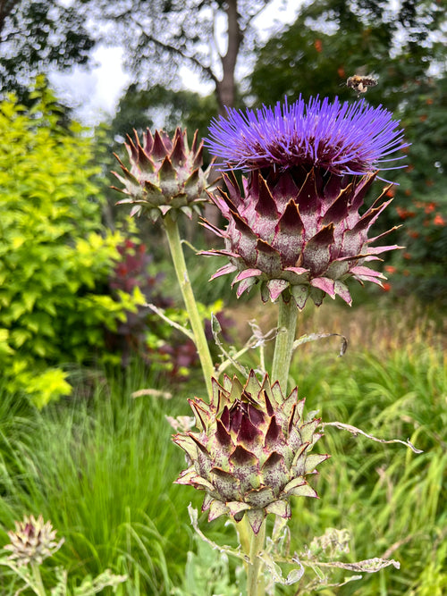 Cardoon (Wilde Artischocke) online kaufen bei DutchGrown™