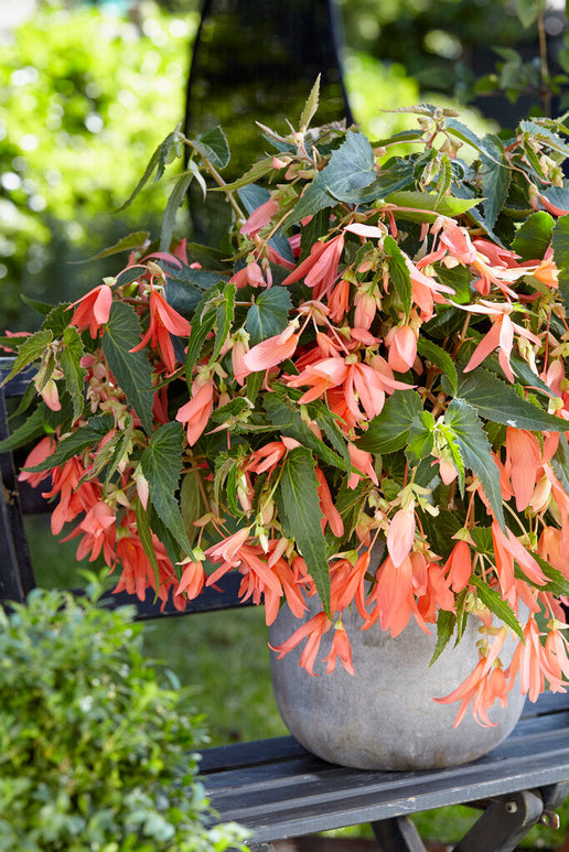 Begonia Boliviensis San Francisco online kaufen bei DutchGrown™