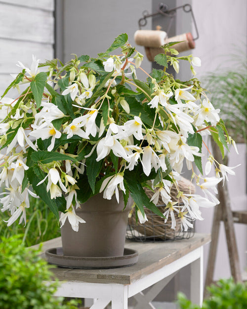 Begonia Bulbs Boliviensis Santa Barbara