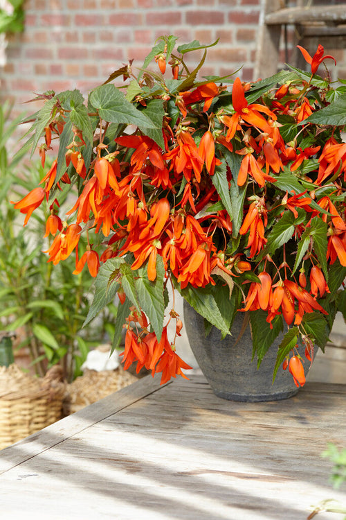 Begonia Boliviensis Santa Cruz - Stauden kaufen | DutchGrown™