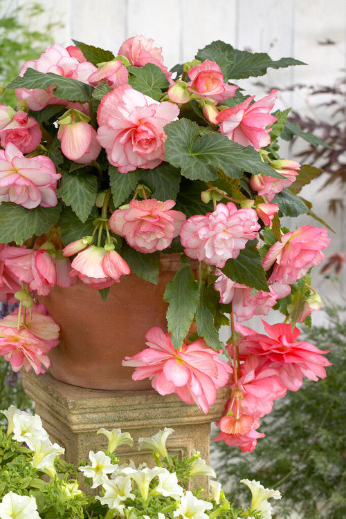 Begonia Cascade Florence online kaufen