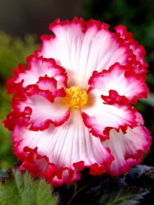 Begonia Crispa Marginata Weiss/Rot