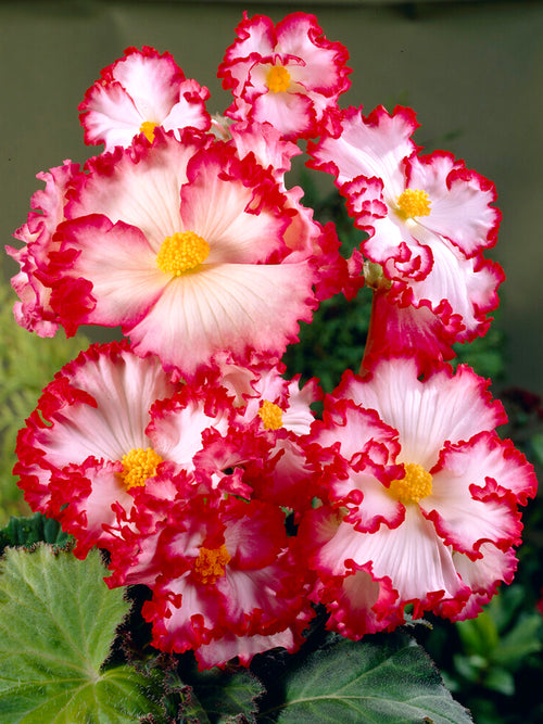 Begonia Crispa Marginata Weiss/Rot