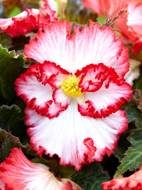 Begonia Crispa Marginata Weiss/Rot