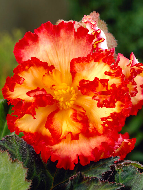 Begonia Crispa Marginata Gelb/Rot