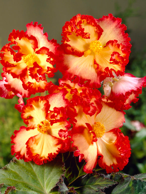 Begonia Crispa Marginata Gelb/Rot