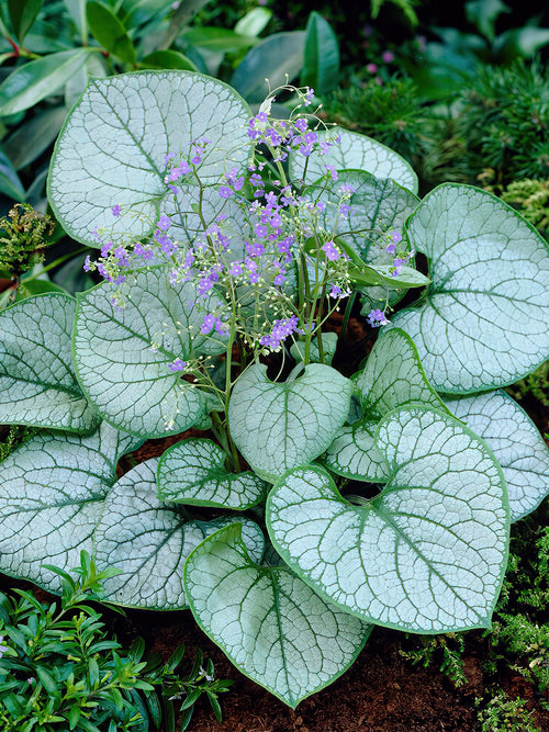 Kaukasus-Vergissmeinnicht Jack Frost (Brunnera) Wurzelnackte Pflanzen