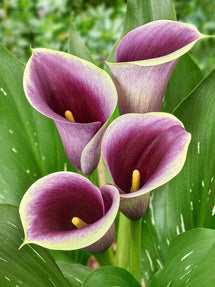 Calla Lilie Captain Ranomi