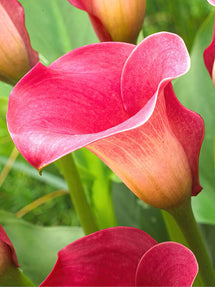 Calla Lilie Captain Romance