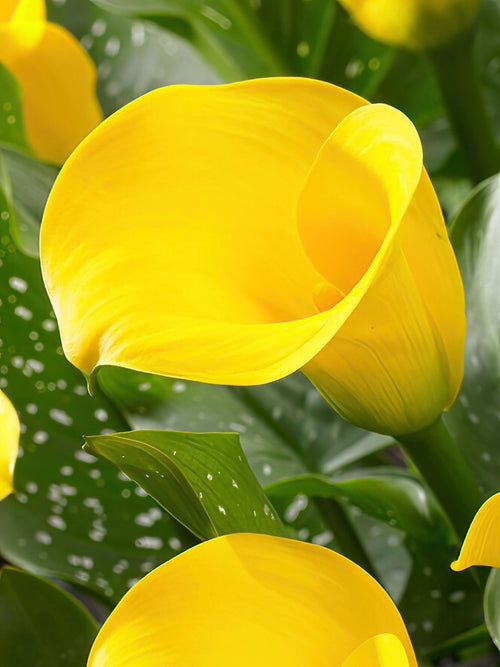 Calla Lilie Copacabana