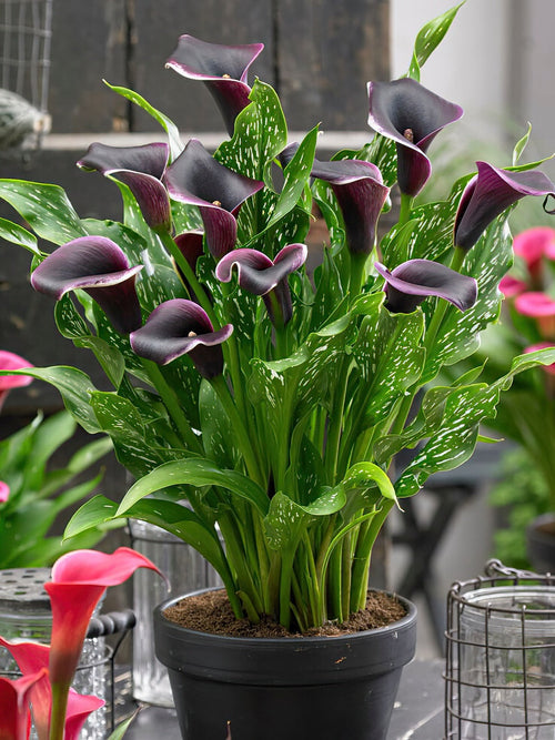 Calla Lilie Dubai Nights