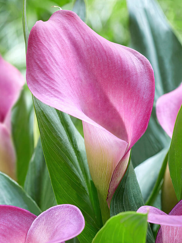 Calla Lilie Grape Velvet