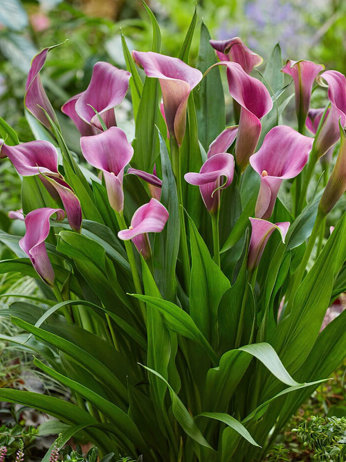 Calla Lilie Grape Velvet