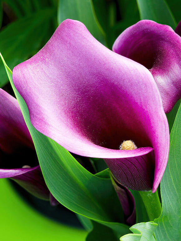 Calla Lilie Paco Blumenzwiebeln