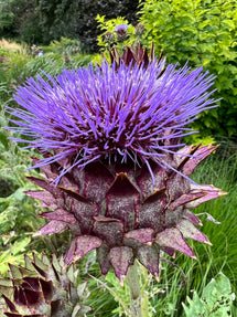 Cardoon (Wilde Artischocke)