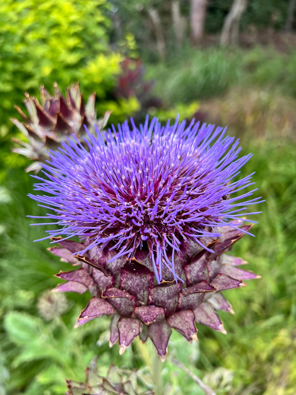 Cardoon (Wilde Artischocke) Wurzelnackte Pflanzen