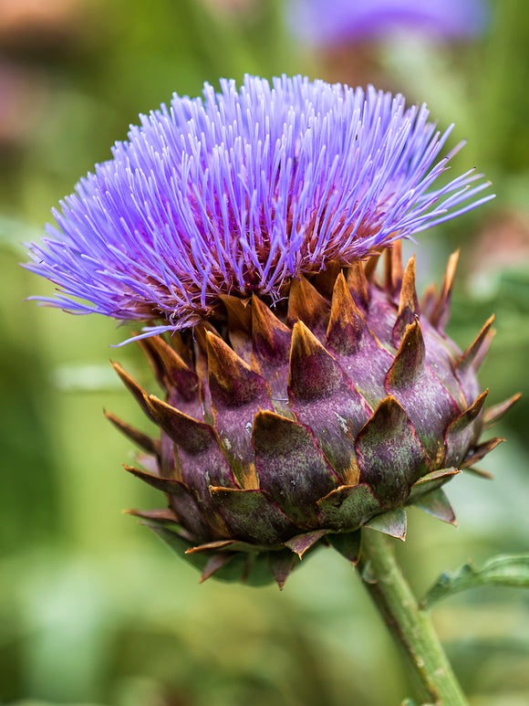 Cardoon (Wilde Artischocke)