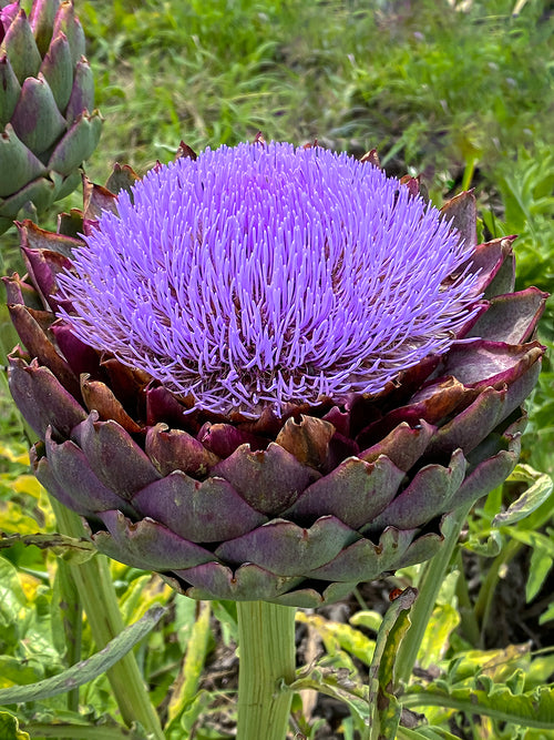 Cardoon (Wilde Artischocke)