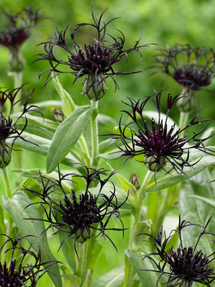 Flockenblume Black Sprite