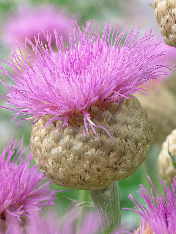 Flockenblume Pulchra Major kaufen Wurzelnackte Pflanzen 