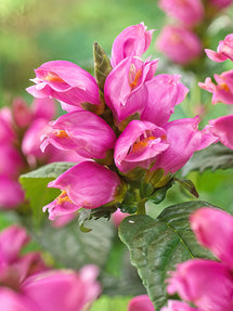 Miesmäulchen (Chelone Pink Turtle)