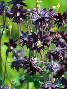 Akelei (Aquilegia) Black Barlow