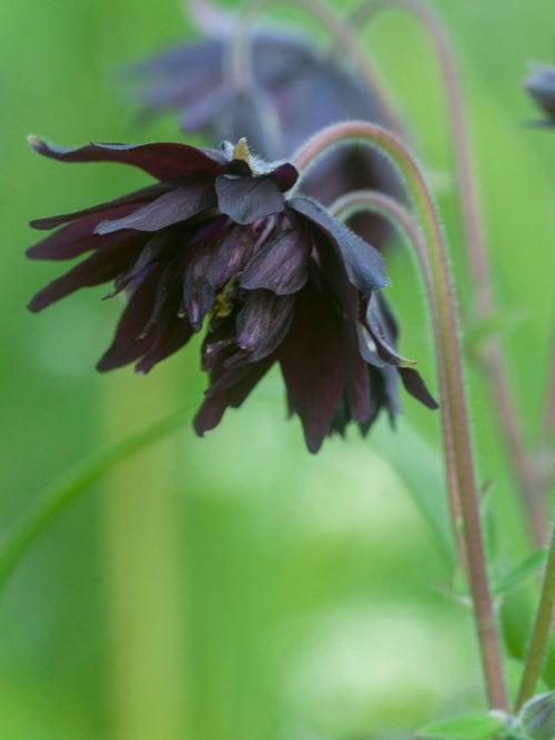 Kaufen Akelei (Aquilegia) Black Barlow 